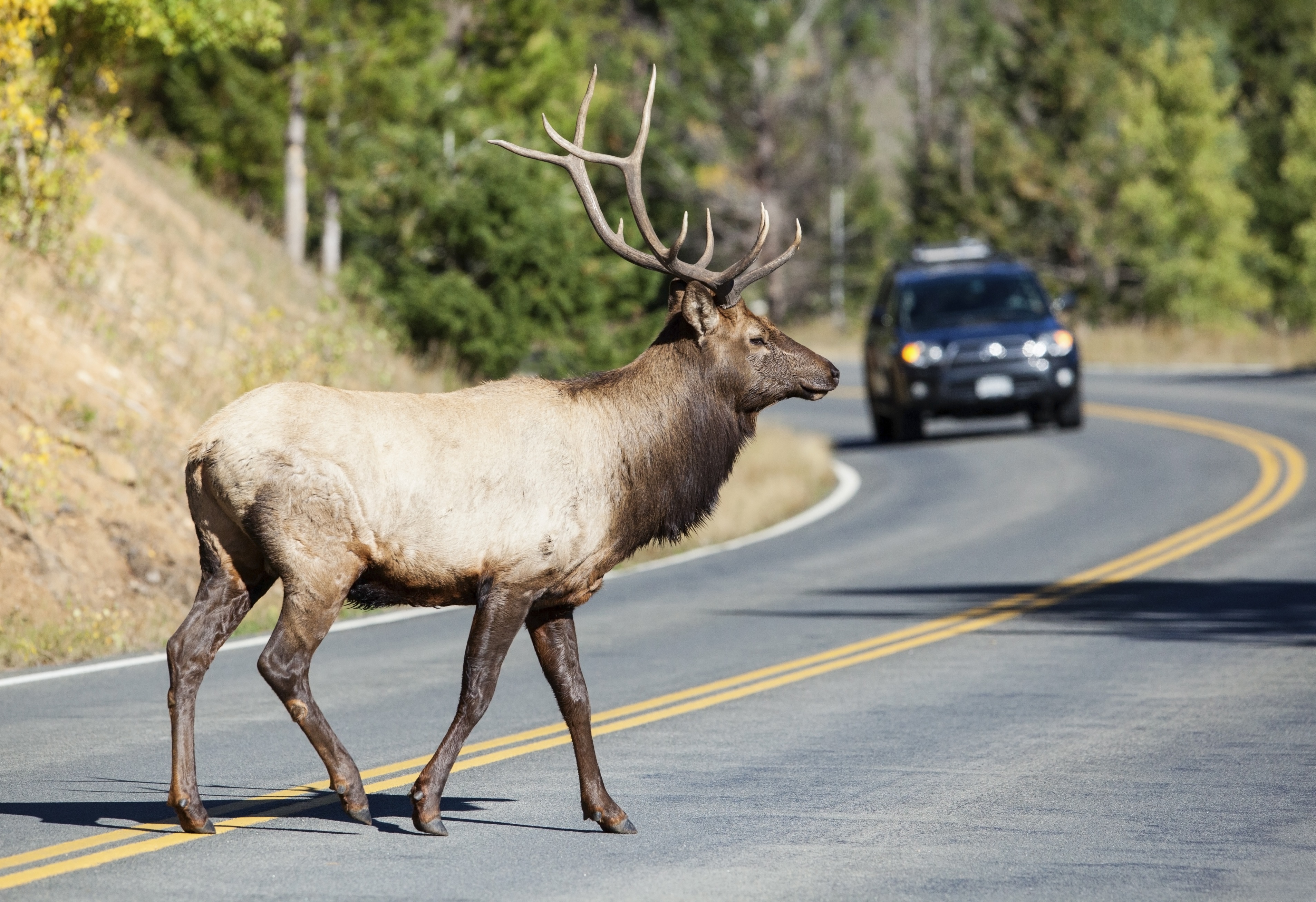 7-Safe-Driving-Tips-For-Deer-Season